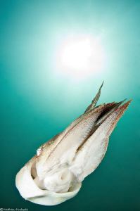 cuttlefish by Mathieu Foulquié 